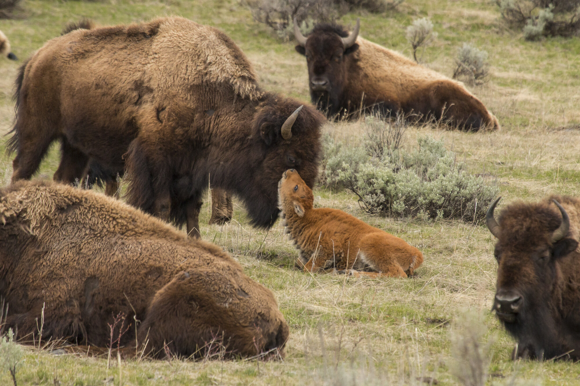 Newborn bison calf getting nuzzled by mom in Yellowstone National Park, Wyoming.
