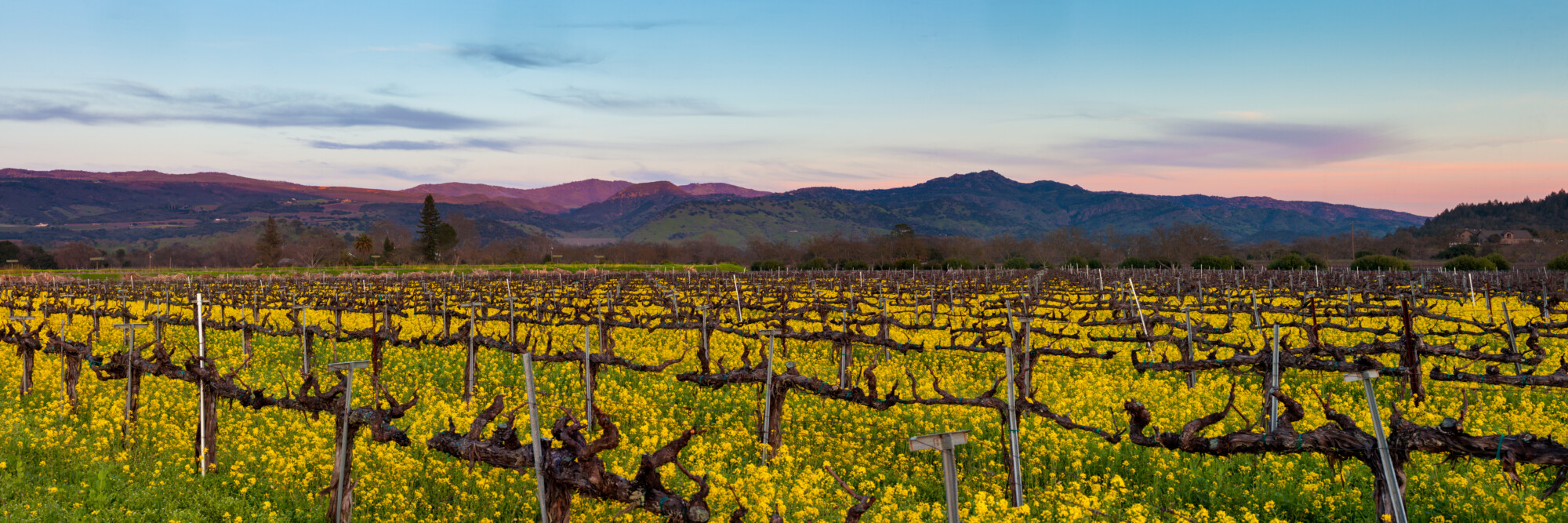 Napa Valley wine country panorama at sunset in winter