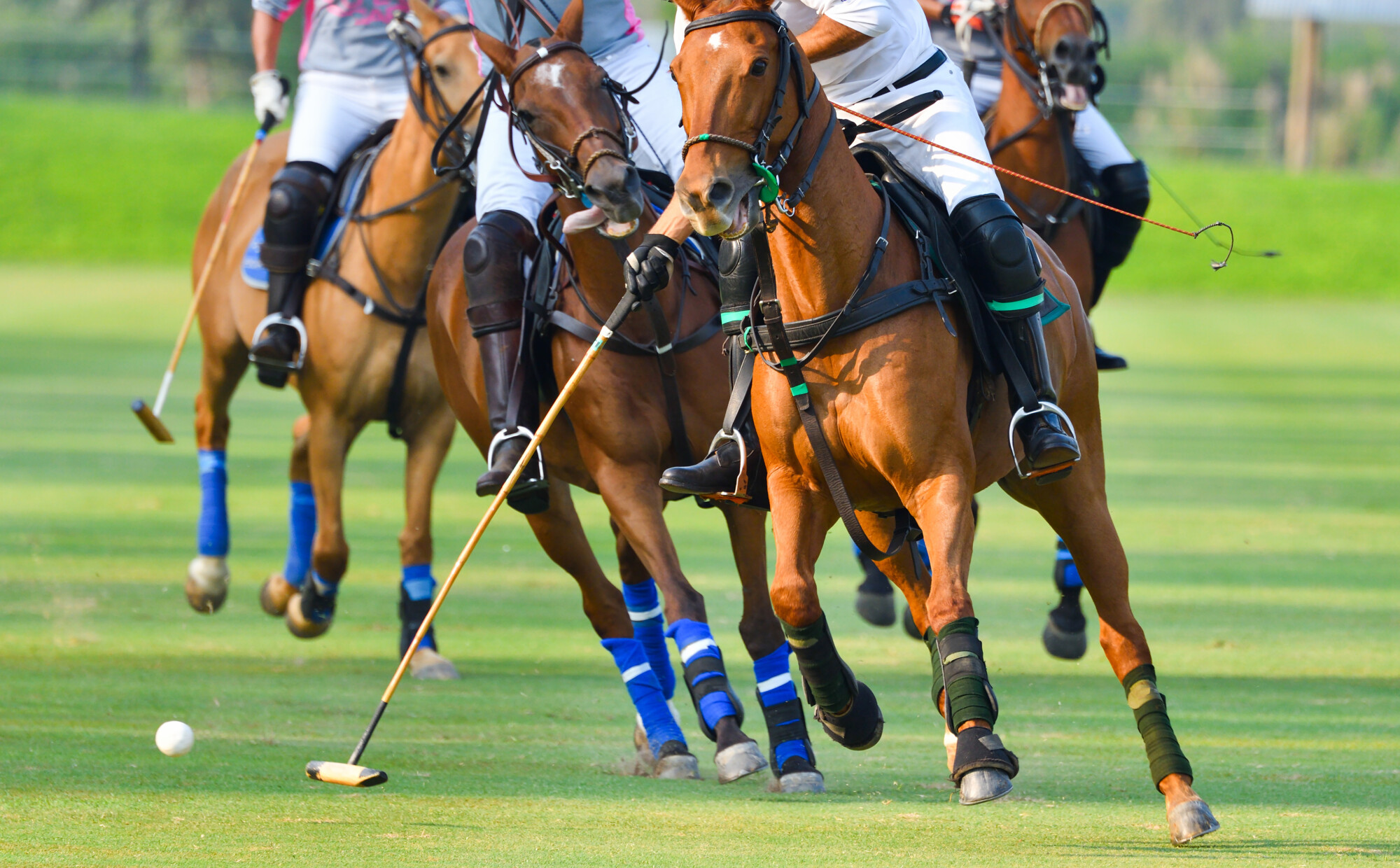 Selective focus the Horse Polo players