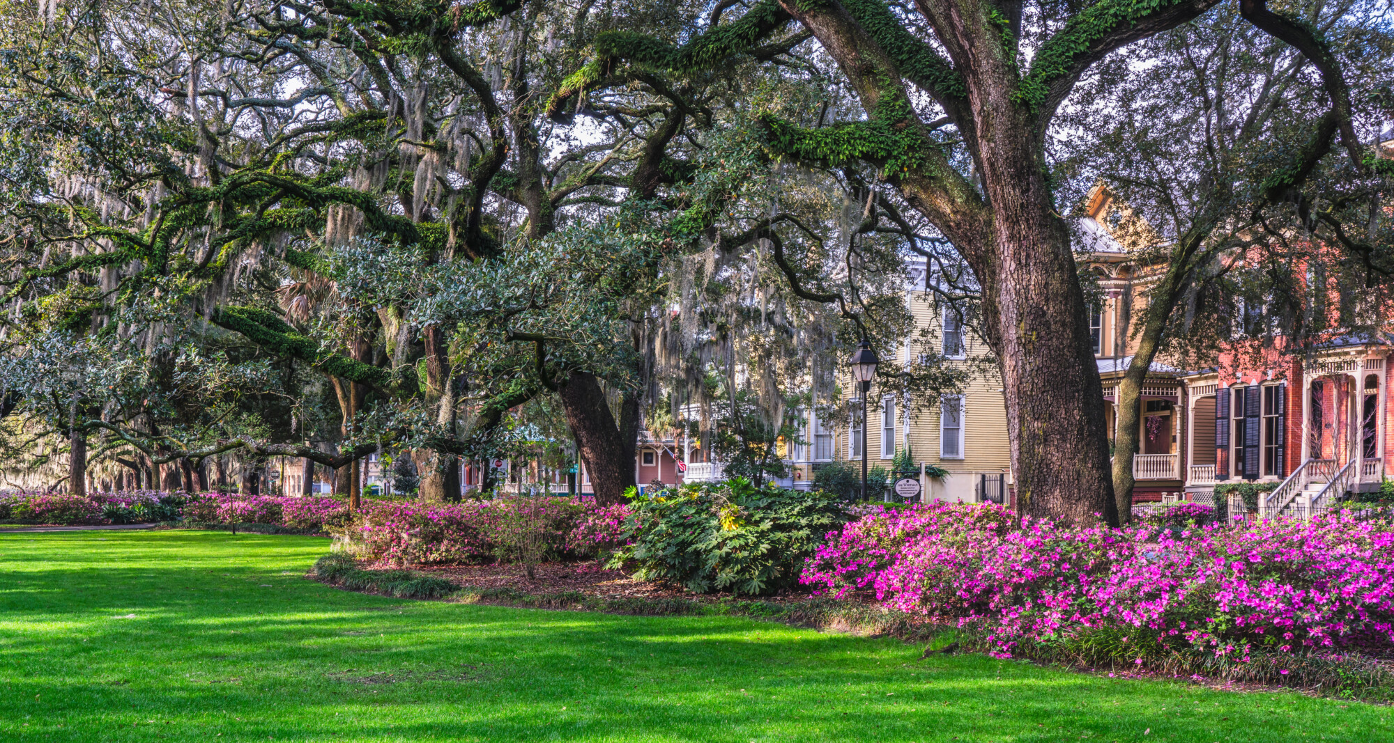 Beautiful Spring Azalea in bloom at historic Savannah Forsyth pa