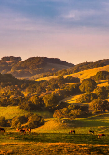 Sonoma, California