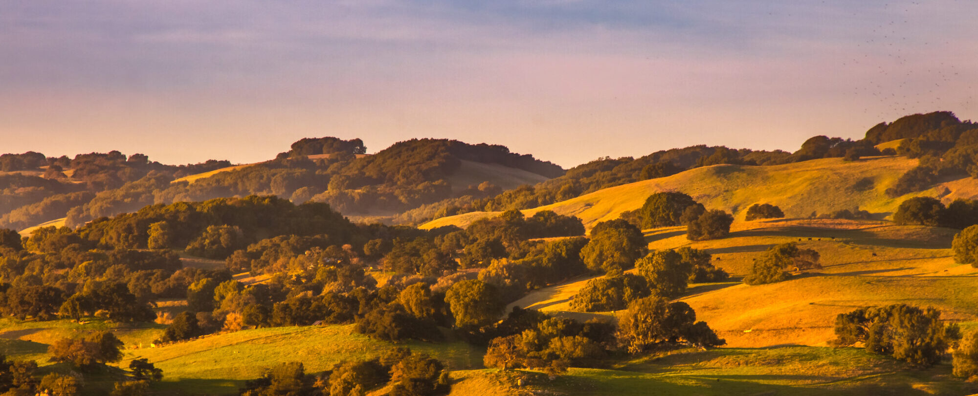 Pasture, Live Stock and Hills