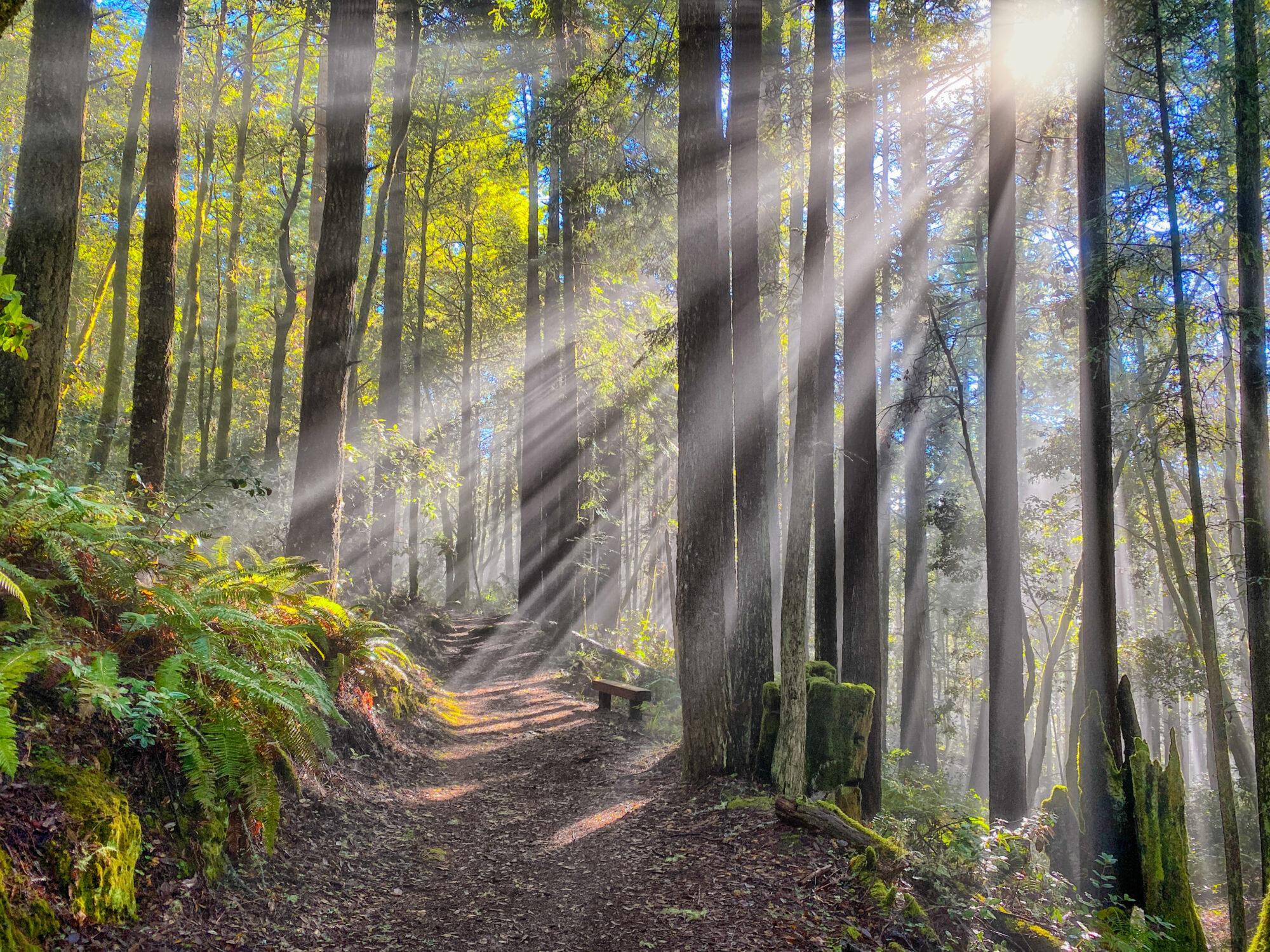 Sun rays in redwood forest on northern California - Dramatic