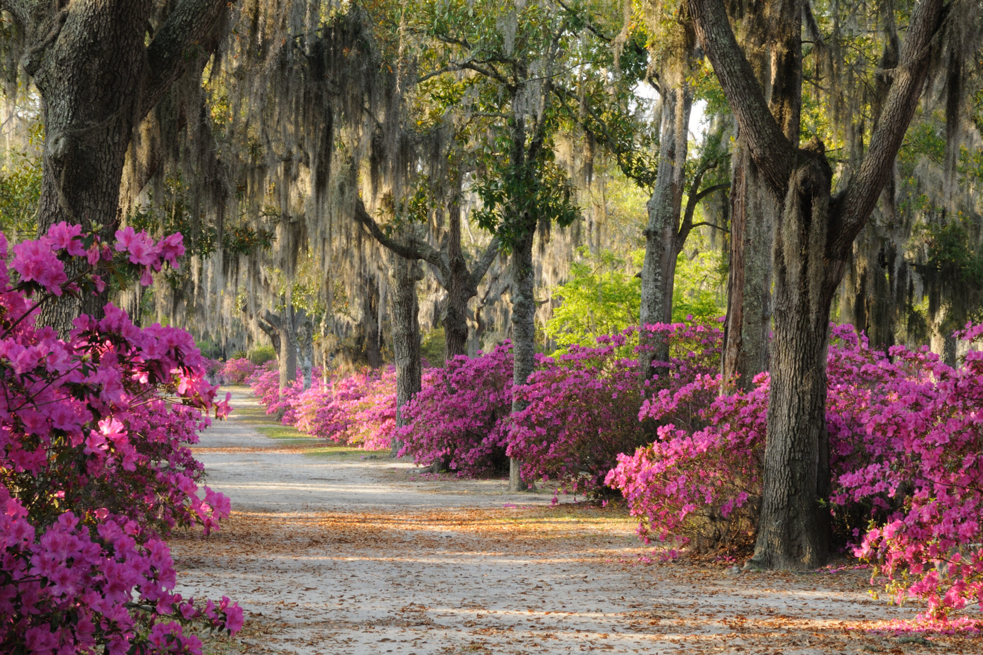 Road with Live Oaks and Azaleas in Savannah