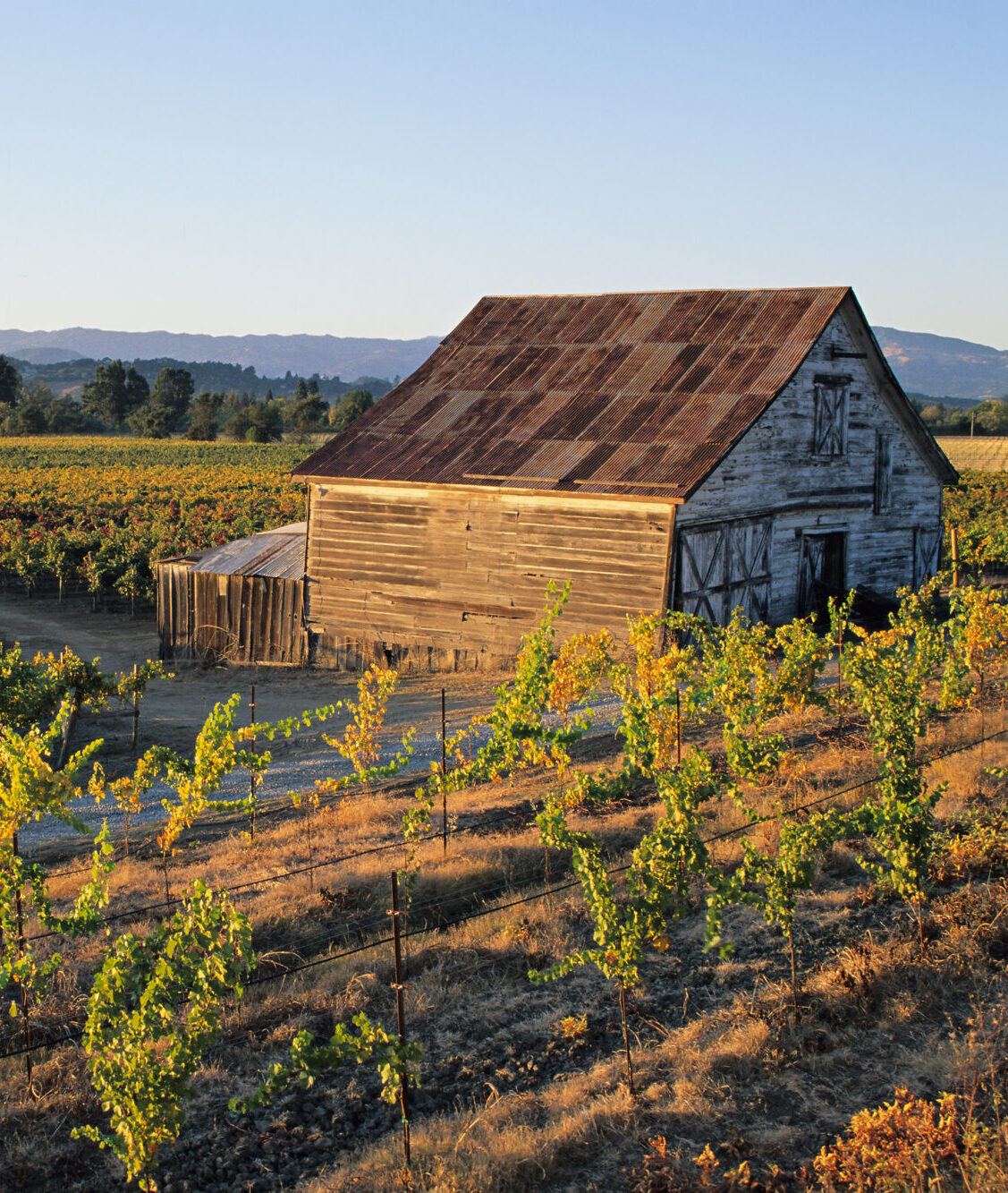 Vineyard Farmhouse