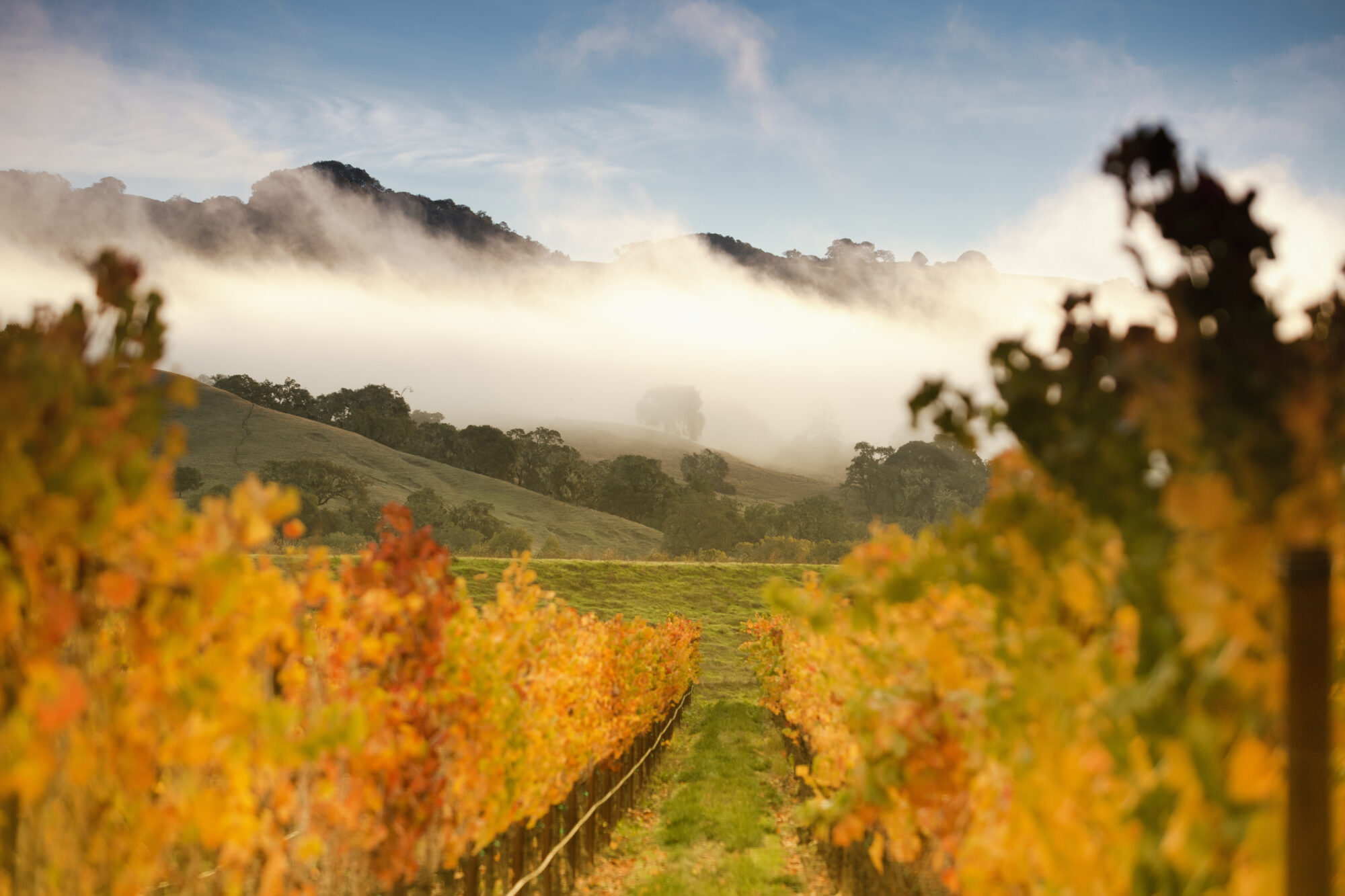 Grapes on a winery vine