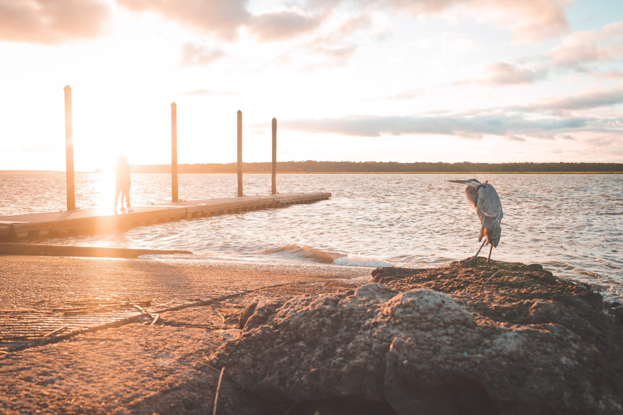 Boat Landing Heron