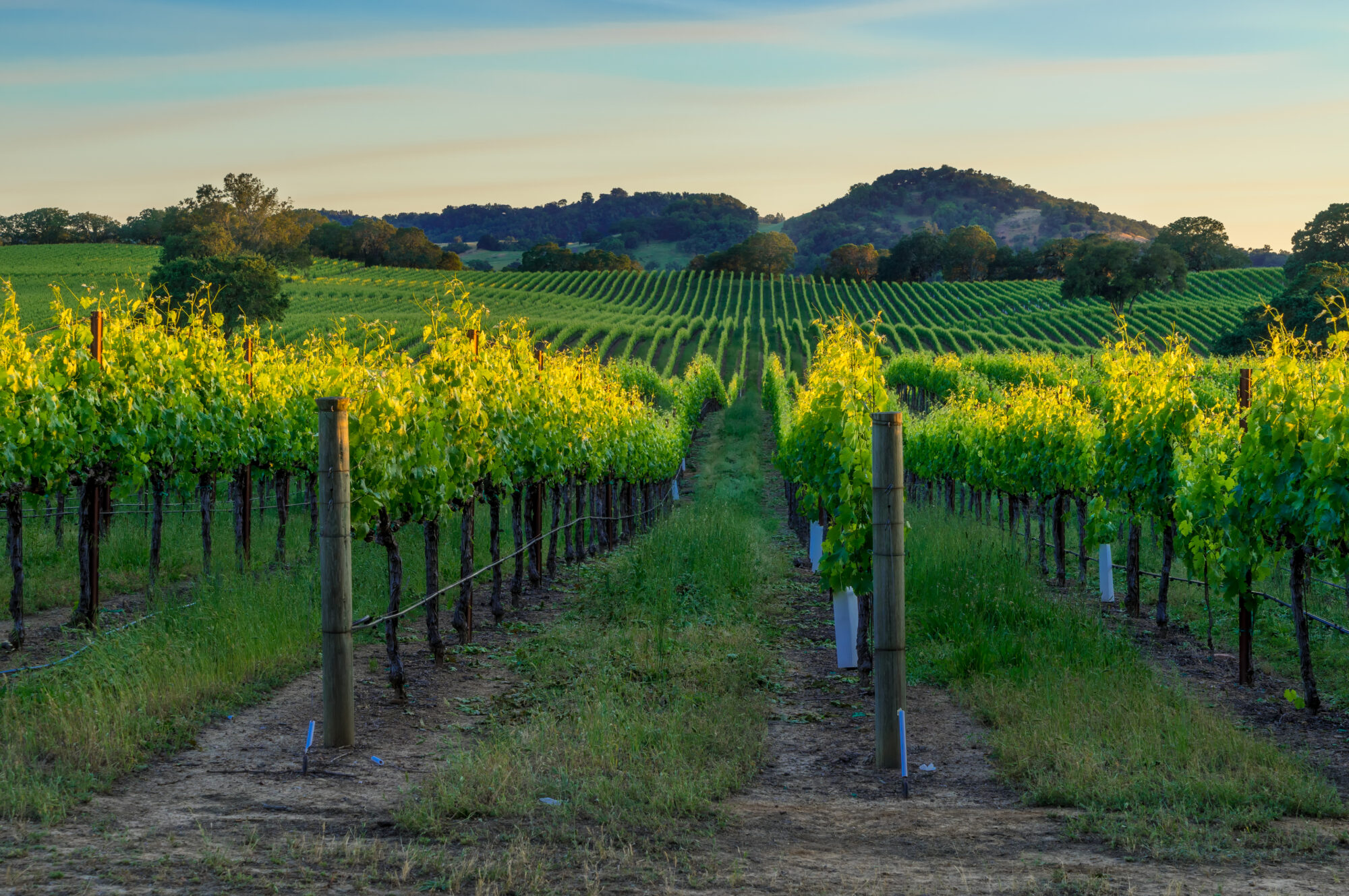 Sunset in Sonoma
