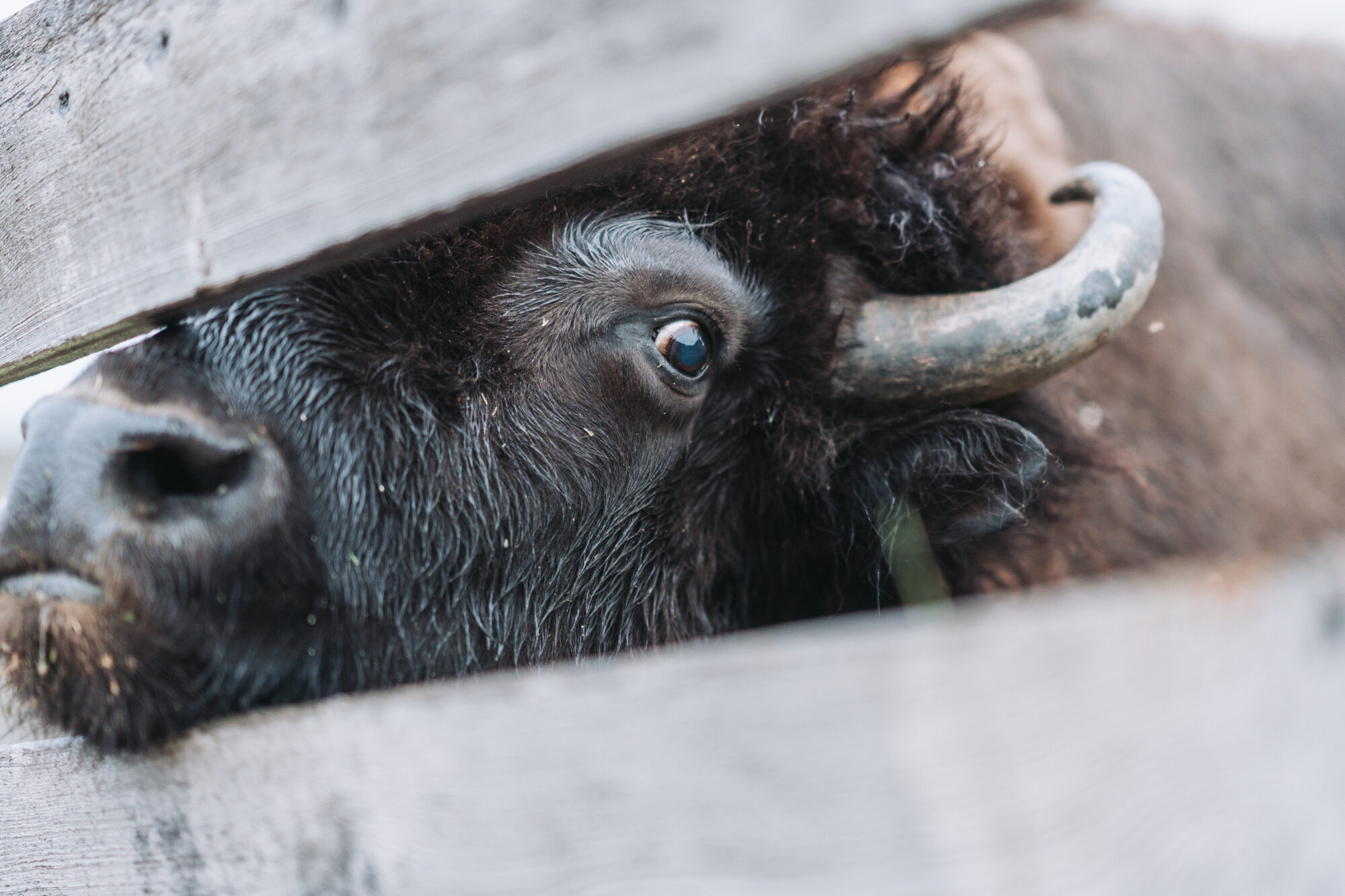 RMC - Eaves Movie Ranch